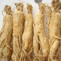 Racine de ginseng Panax